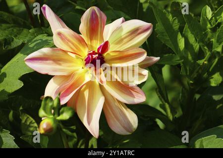 Wasserlilie Dahlia, glücklicher Schmetterling Stockfoto