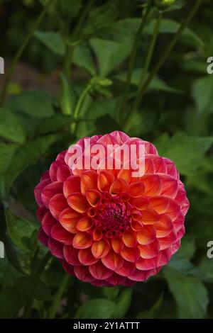 Ball Dahlia, Robin Hood Stockfoto