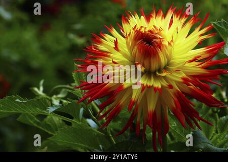 Schmuck Dahlia, Jessica Stockfoto
