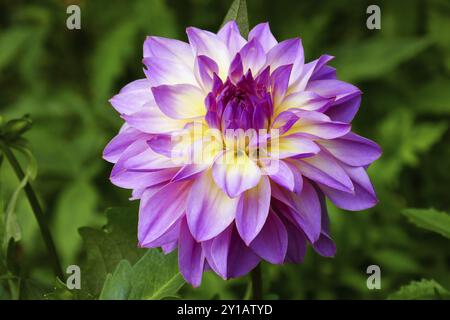 Seerose Dahlia, Indischer Geist Stockfoto