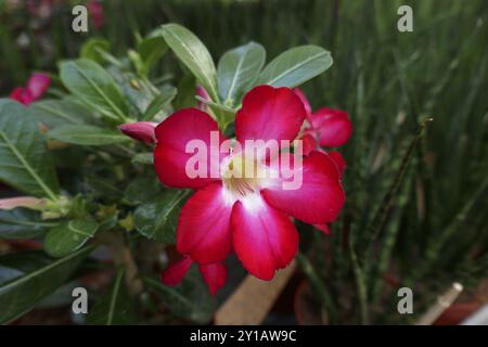 Adenium obesum Stockfoto