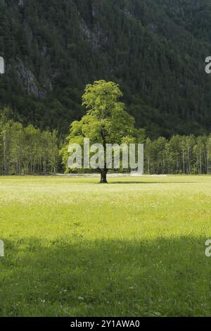 Wunderschönes Logar Valley oder Logarska Dolina Park, Slowenien, Europa. Inspirationsreise unter den Kamnik-Savinja Alpen, Europa Stockfoto