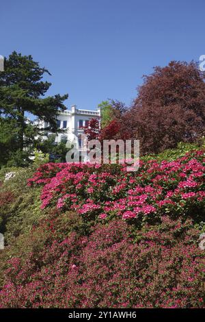 Blühende Azaleen in Hamburg Stockfoto