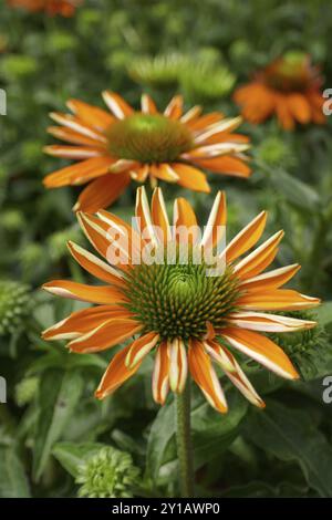 Koneflower, Echinacea purpurea Stockfoto