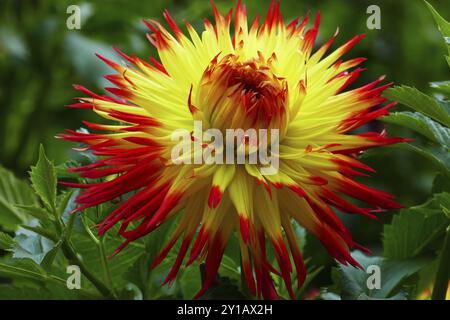 Schmuck Dahlia, Jessica Stockfoto