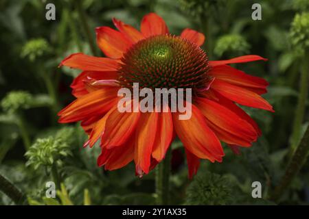 Koneflower, Echinacea purpurea Stockfoto