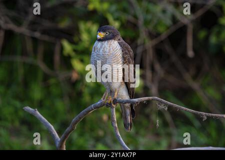 Straßenfalke (Buteo magnirostris) Pantanal Brasilien Stockfoto