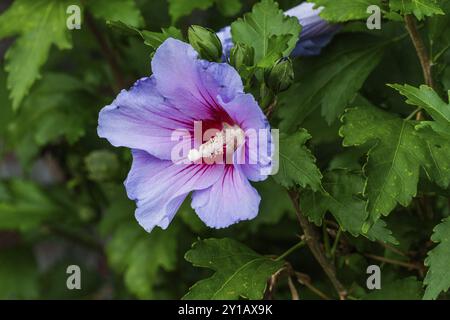 Blauer Hibiskus in voller Blüte mit grünen Blättern im Hintergrund, Weseke, Münsterland, Deutschland, Europa Stockfoto