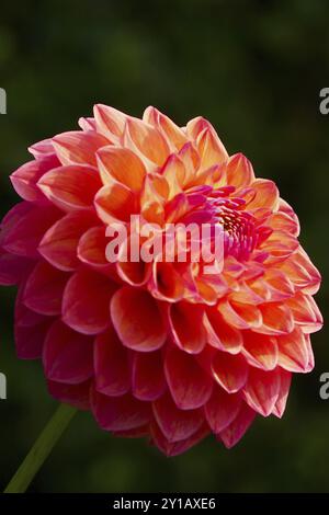 Ball Dahlia, Robin Hood Stockfoto