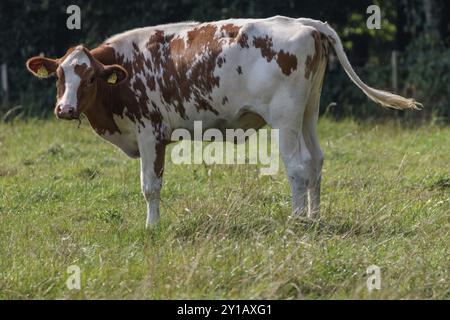 Eine einzige rot-weiße Kuh steht auf einer grünen Weide und schaut in die Kamera, weseke, münsterland, deutschland Stockfoto