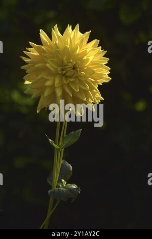 Halbkaktus Dahlia, Mainaugold Stockfoto