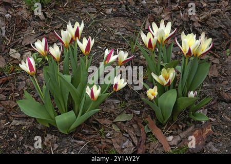 Wasserlilien-Tulpe Stockfoto