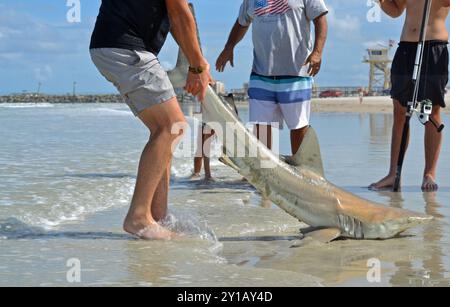 Ein junger Mann bringt einen Schwarzspitzenhai in den Ozean zurück, nachdem er erfolgreich am Ponce Inlet Beach gefangen und freigelassen wurde und eine Menge Zuschauer anzieht. Stockfoto