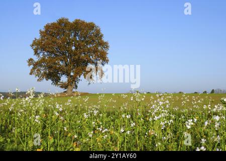 Alte Eiche mit Ölrettich im Herbst Stockfoto