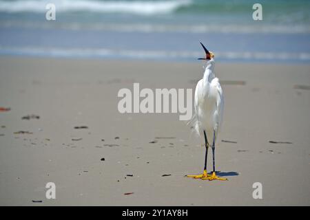 Ein schneebewachsener Egret mit weit geöffnetem Schnabel am Sandstrand von Ponce Inlet, Florida; das türkisfarbene Meer und die stürzenden Wellen dahinter. Stockfoto