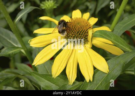 Hummel auf einem Koneflor, Echinacea purpurea Stockfoto