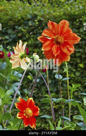 Einfache Dahlia, Loki Schmidt Stockfoto