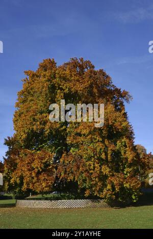 Alte Kupferbuche im Stadtgarten Friedrichshafen Stockfoto