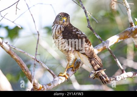 Straßenfalke (Buteo magnirostris) Pantanal Brasilien Stockfoto