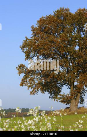 Alte Eiche mit Ölrettich im Herbst Stockfoto