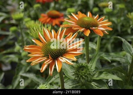 Koneflower, Echinacea purpurea Stockfoto