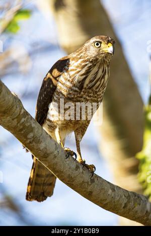 Straßenfalke (Buteo magnirostris) Pantanal Brasilien Stockfoto