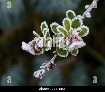 Rosa Escallonia Knospen und Blüten, bedeckt mit Winterfrost Stockfoto