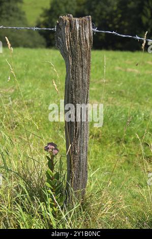 Prächtiger Steinkohl Stockfoto