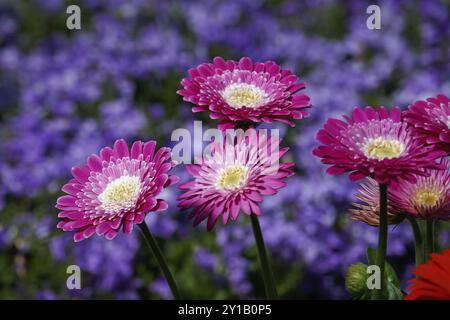 Rosa gerbera Stockfoto
