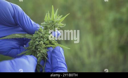 Nahaufnahme von Cannabisblättern und Narkoseknospen, die von einer menschlichen Hand mit medizinischen Handschuhen überprüft werden Stockfoto