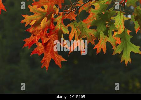 Blätter einer Sumpfeiche im Herbst Stockfoto