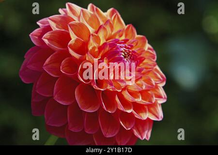 Ball Dahlia, Robin Hood Stockfoto