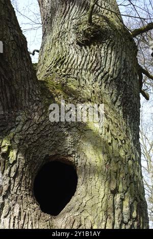 Nisthöhlen in einer alten Eiche Stockfoto