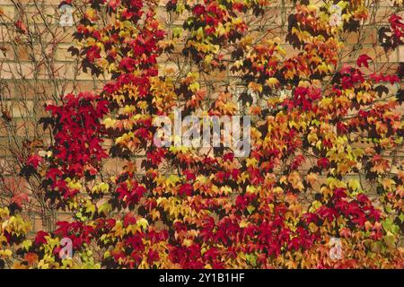 Parthenocissus inserta im Herbst Stockfoto