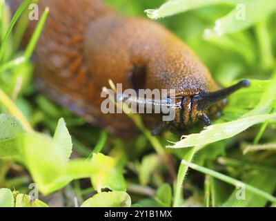 Rotschnecke (Arion rufus) in Gras, Makro, Nordrhein-Westfalen, Deutschland, Europa Stockfoto