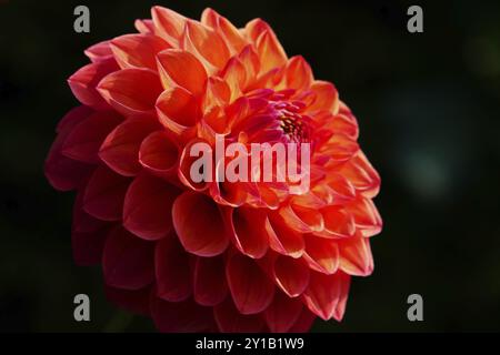 Ball Dahlia, Robin Hood Stockfoto