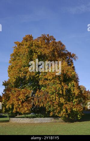 Alte Kupferbuche im Stadtgarten Friedrichshafen Stockfoto