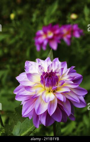 Seerose Dahlia, Indischer Geist Stockfoto