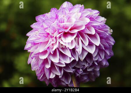 Seerose Dahlia, Porzellan Stockfoto