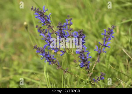 Wiesen-Salbei Stockfoto