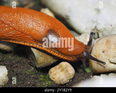 Rotschnecke (Arion rufus) auf Steinen, Makro, Nordrhein-Westfalen, Deutschland, Europa Stockfoto