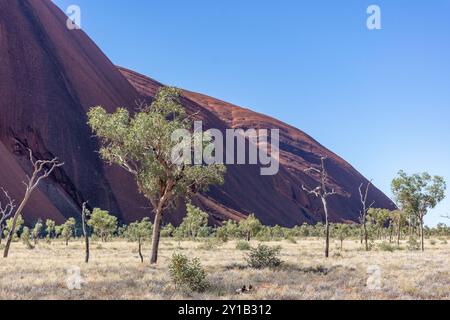 Blick vom Mala Walk Track, Uluru (Ayers Rock), Uluṟu-Kata Tjuṯa Nationalpark, Northern Territory, Australien Stockfoto