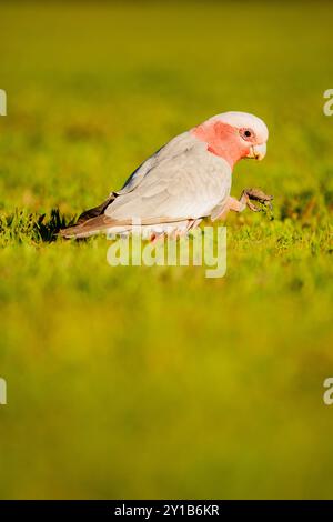 Der Galah, seltener bekannt als rosa und graue Kakadu oder Rosenbrustkakadu, ist eine australische Kakadu-Art und das einzige Mitglied des Th Stockfoto