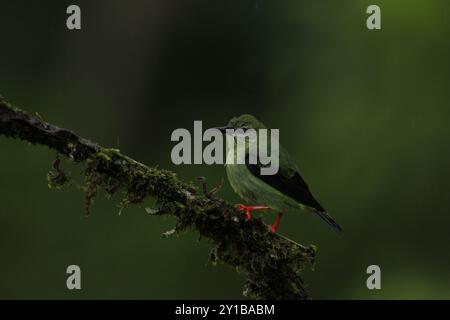 Weibliche Rotbeinige Honeycreeper (Cyanerpes cyaneus) im tropischen Regenwald Costa Ricas Stockfoto