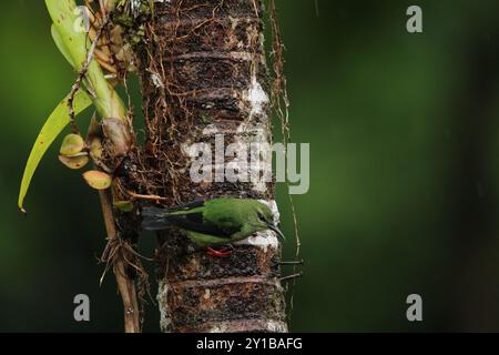 Weibliche Rotbeinige Honeycreeper (Cyanerpes cyaneus) im tropischen Regenwald Costa Ricas Stockfoto