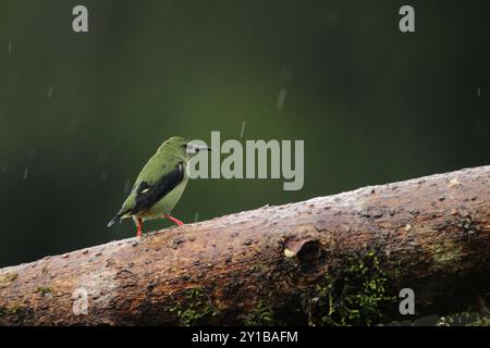 Weibliche Rotbeinige Honeycreeper (Cyanerpes cyaneus) im tropischen Regenwald Costa Ricas Stockfoto