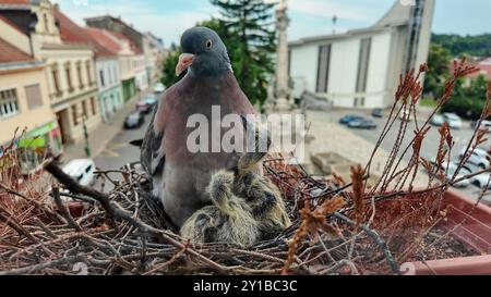 Die Tauben wollen im Nest gefüttert werden. Die Tauben füttern die zwei Tage alten Tauben. Das Taubenleben in der Stadt Stockfoto