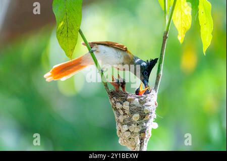 Der indische Paradiesfliegenfänger ist ein mittelgroßer Singvogel aus Asien, wo er weit verbreitet ist. Stockfoto