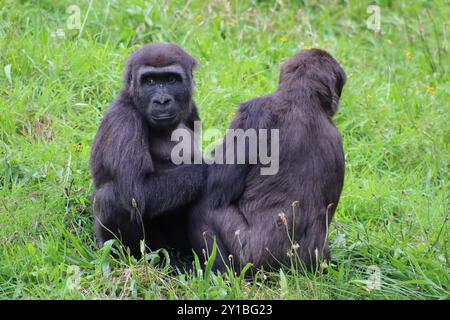 Flachlandgorilla (Gorilla Gorilla) Stockfoto