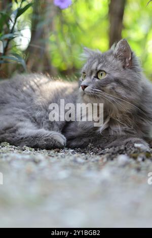 Eine graue, flauschige Katze mit auffälligen gelben Augen blickt hinter einem Baumstamm inmitten üppig grüner Blätter hervor. Stockfoto